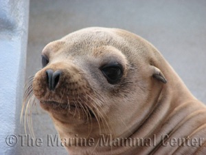 Young California sea lion patient